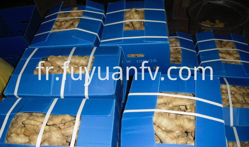 air dired ginger in plastic box